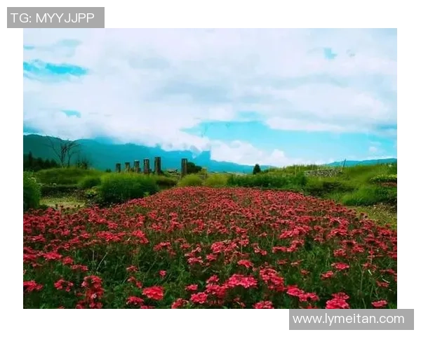 花海王者引领浪漫盛景绽放万千色彩共赴梦幻奇境之旅